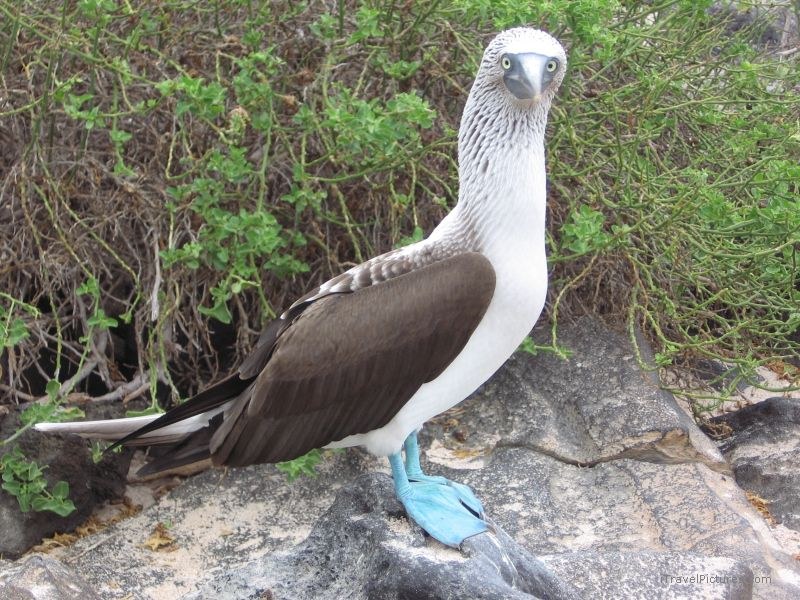booby footed bird